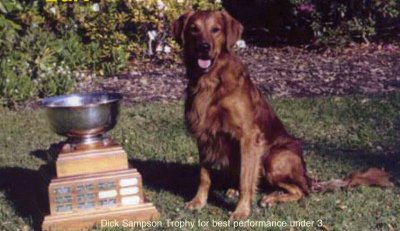 photo of male golden retriever