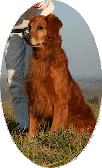 photo of male golden retriever