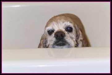 Molly McCabe getting a bath dog in bath tub