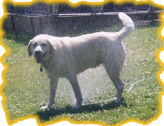 Callie loves the sprinkler. Callie playing in the sprinkler