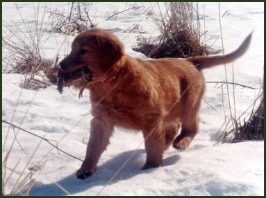 photo of golden retriever pup with bird