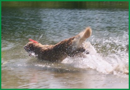 Dusty jumping into pond