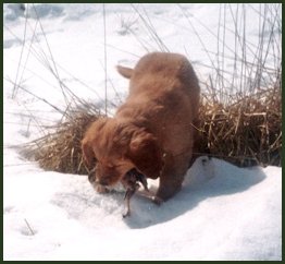 photo of golden retriever pup with bird