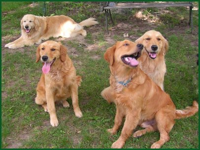 photo of golden retriever family