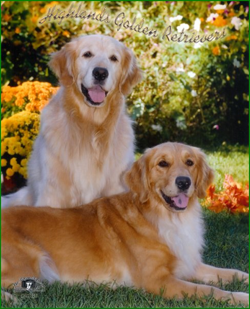 two goldens