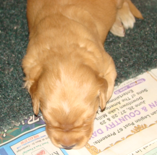photo of 2 week old pup