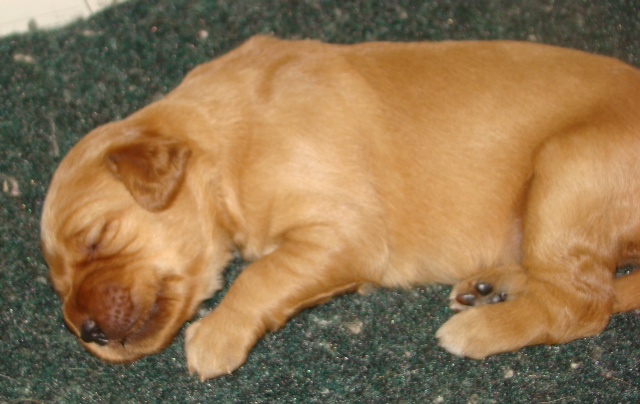 photo of 2 week old pup