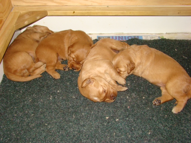 photo of 2 week old pups
