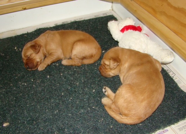 photo of 2 week old pups