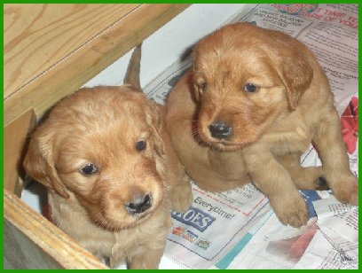 photos of Jennie's pups at 4 weeks