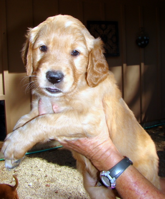 photo of 5 week old pup