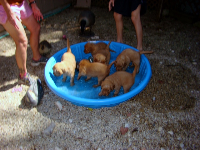 photo of 5 week old pups in pool