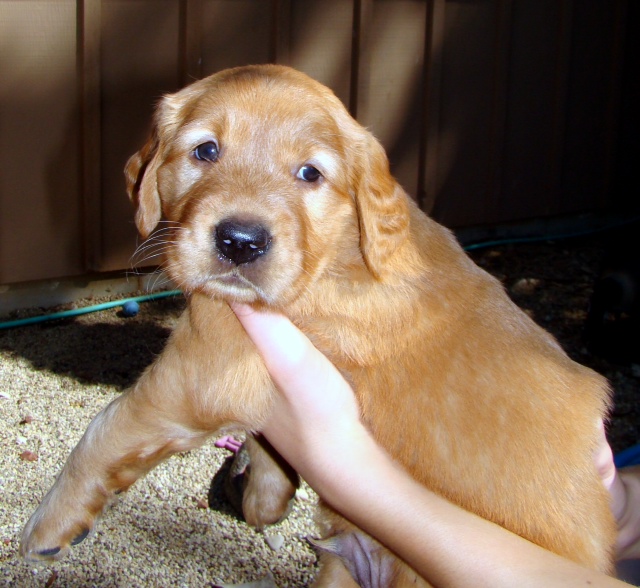 photo of 5 week old pup