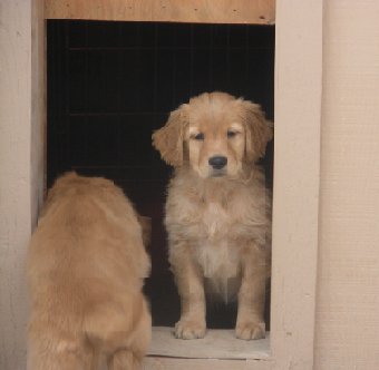 Jennie's pups at 7 weeks