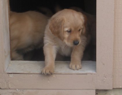 Jennie's pups at 7 weeks