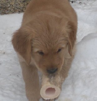 Jennie's pups at 7 weeks