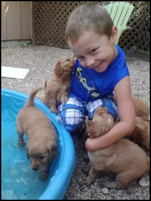 puppies with child