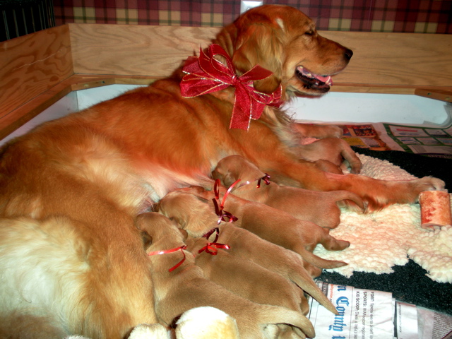 photos of Jennie's pups Dec. 2009