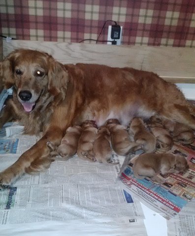newborn golden retriever pups