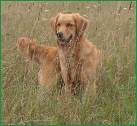 Evie in the field