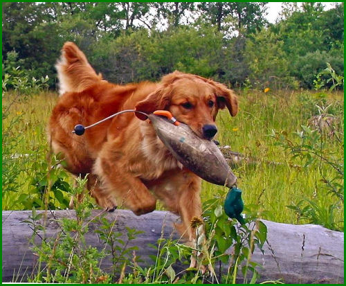 Evie jumping over log