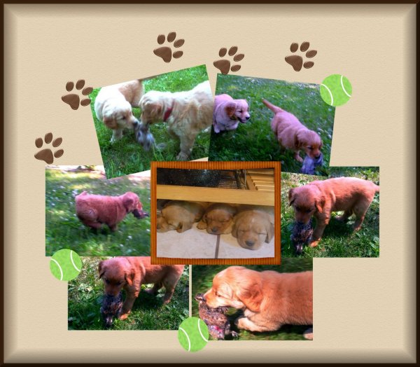 photo of 1 month old pups with quail