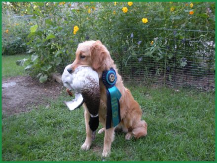 Evie with her hunt test ribbon