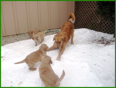 Big sister Evie playing with Jennie's pups at 7 weeks