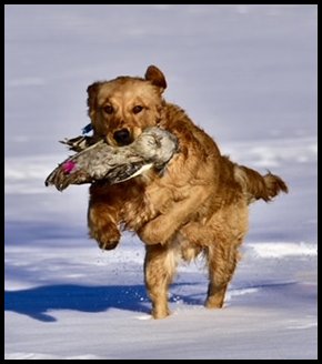 photo of golden retriever