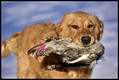 Flynn retrieving a duck