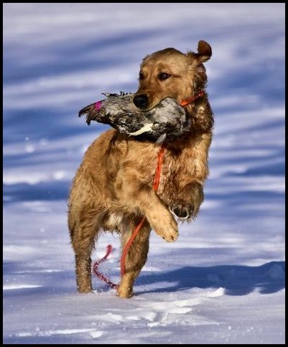 Flynn retrieving a duck