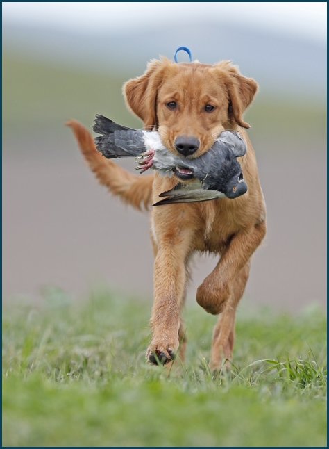photo of Gunnar retrieving a duck