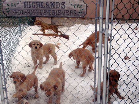 Jennie's pups at 7 weeks