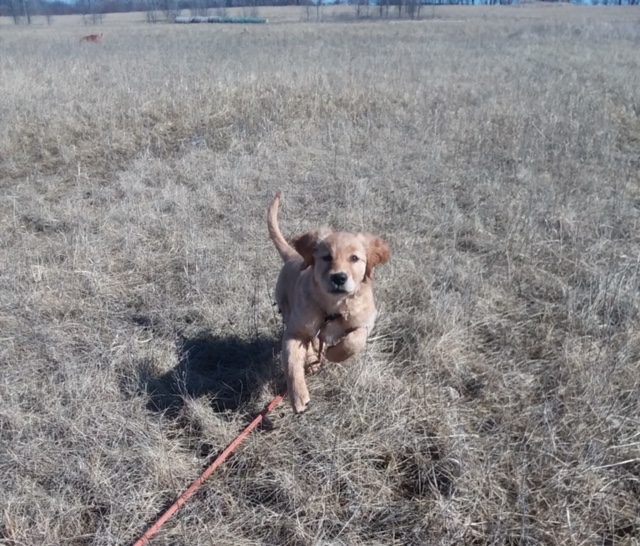 photo of golden retriever