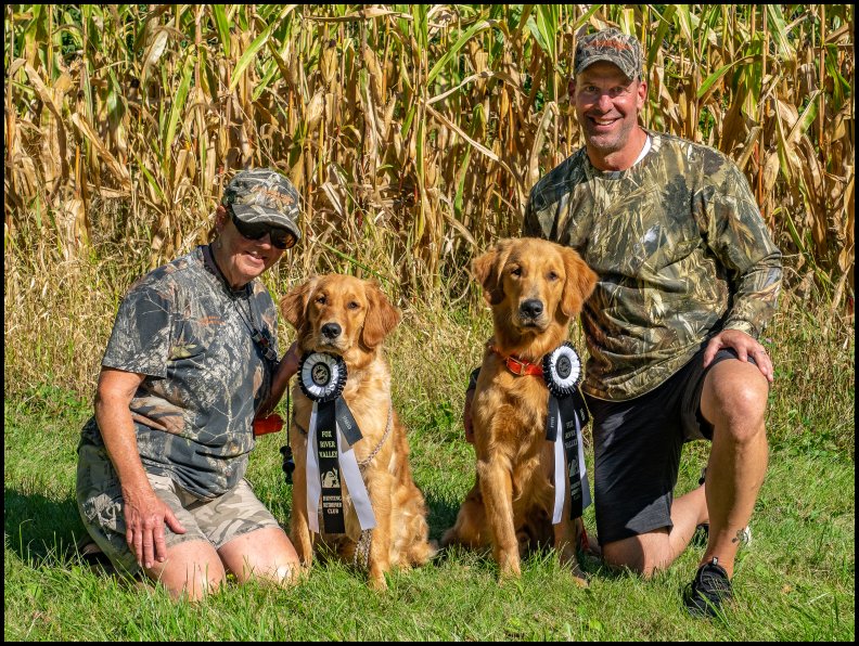 photo of golden retrievers with ribbons