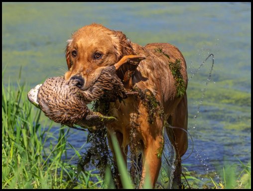 photo of golden retriever with duck