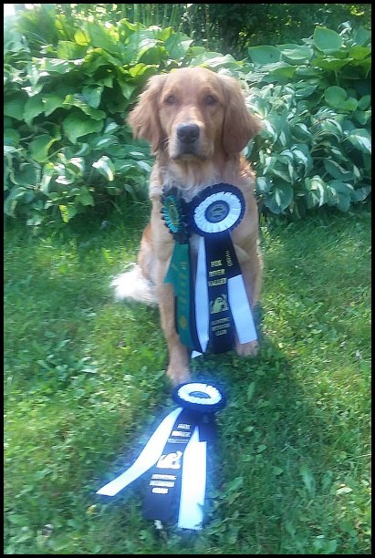 photo of golden retriever with ribbons