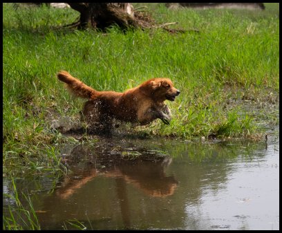 James leaping into the pond