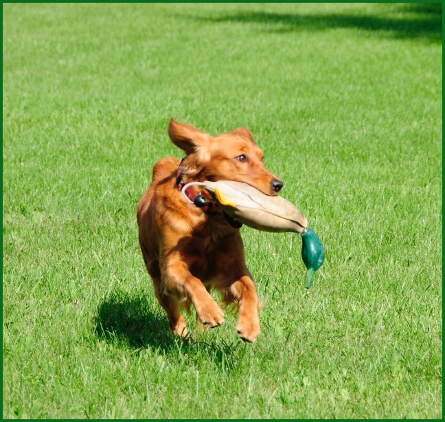 photo of golden retriever retrieving