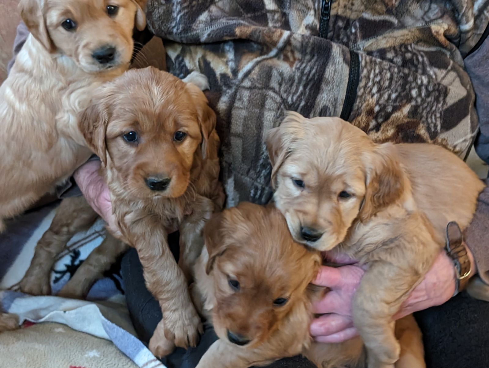 4 female golden retriever pups