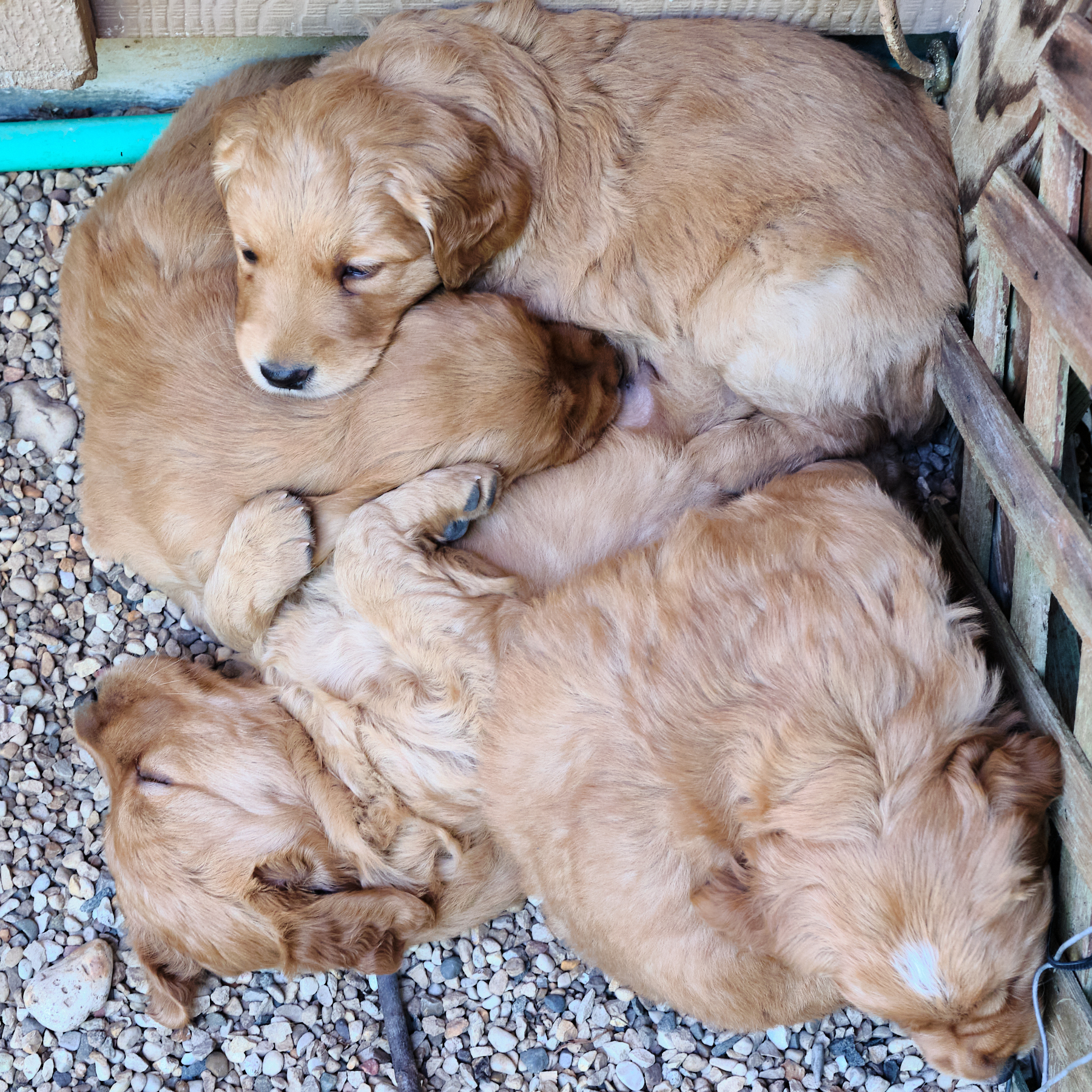 puppies sleeping together