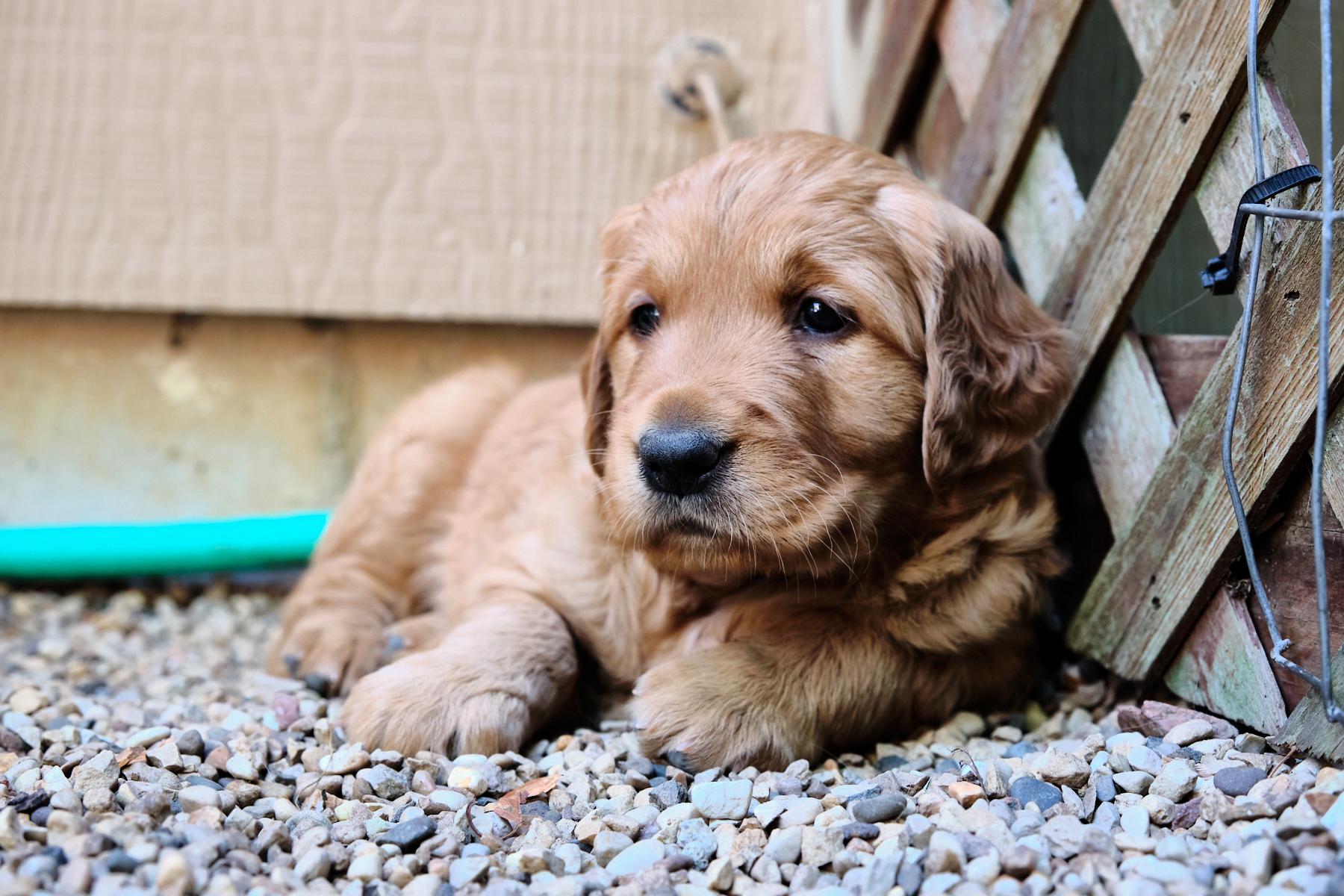 puppy looking around