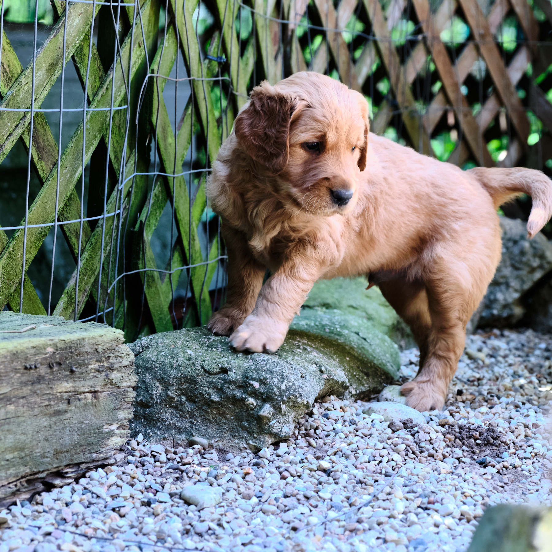 puppy standing on rock