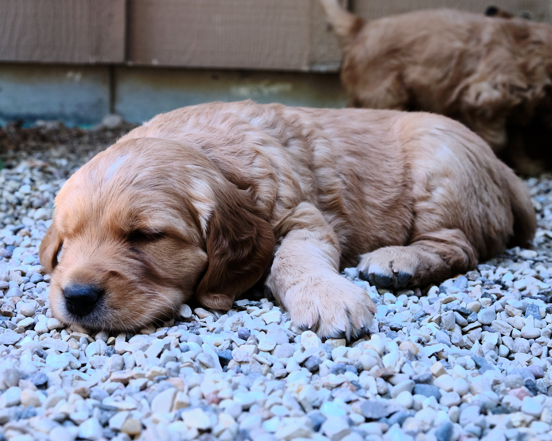 puppies sleeping