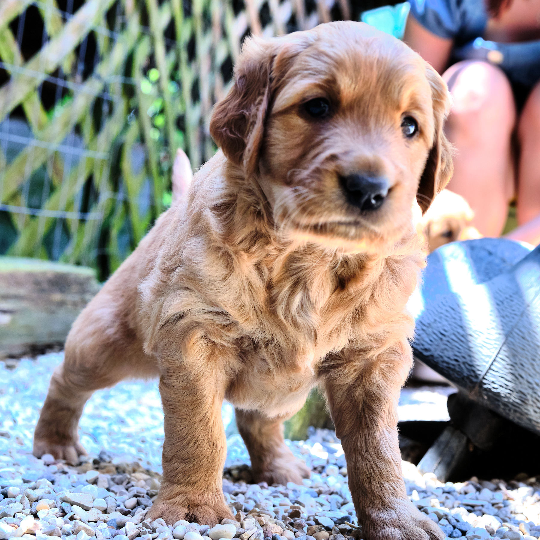 puppy standing