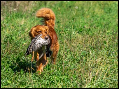 Nessie retrieving a duck