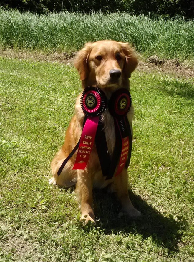 photo of golden retriever