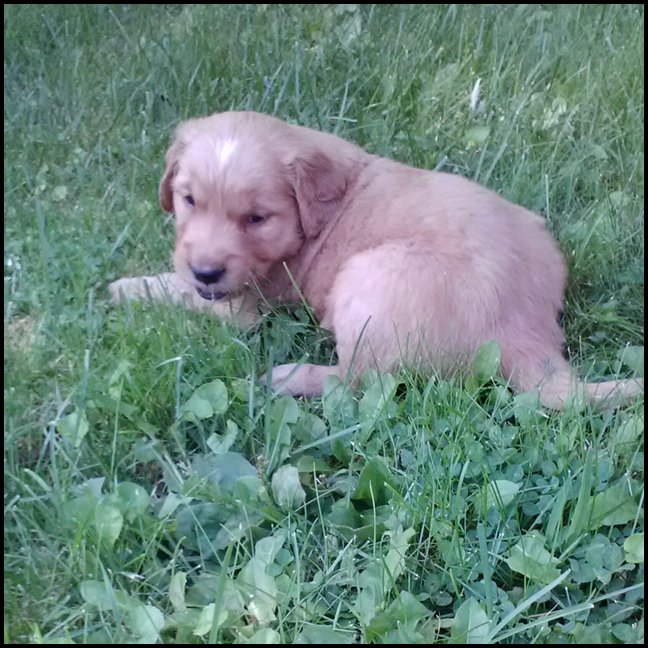 Golden Retriever puppy sleeping