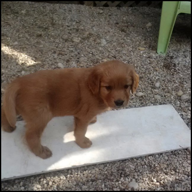 puppy standing on board