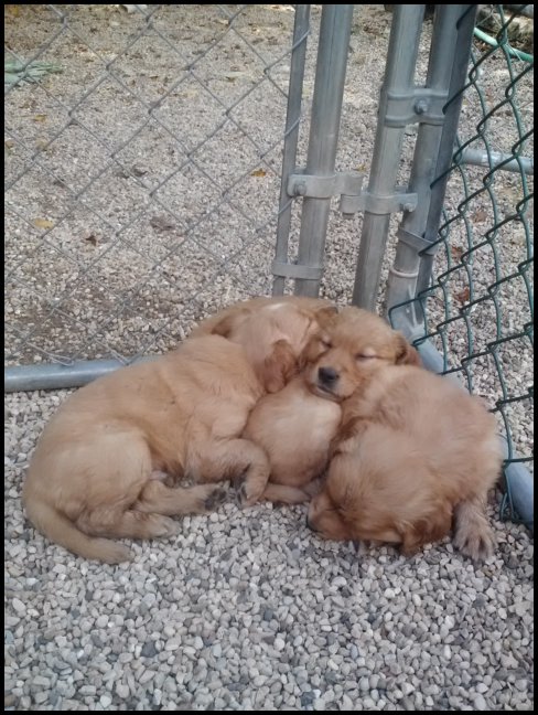 puppies sleeping together